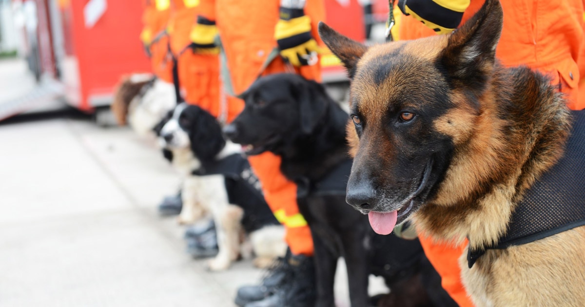 Come addestrare il cane al collare e al guinzaglio : Negozio