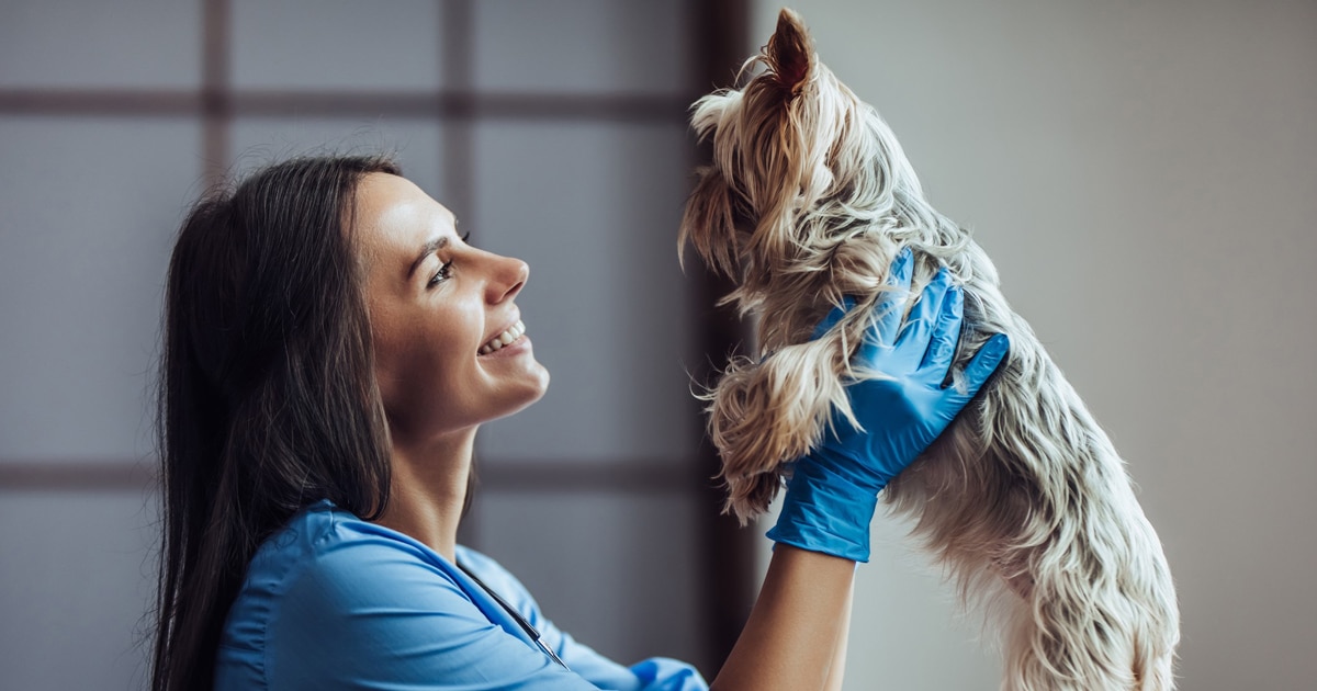Guida Alle Vaccinazioni Del Cane