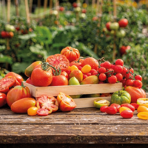 Sconto 40% sui pomodori